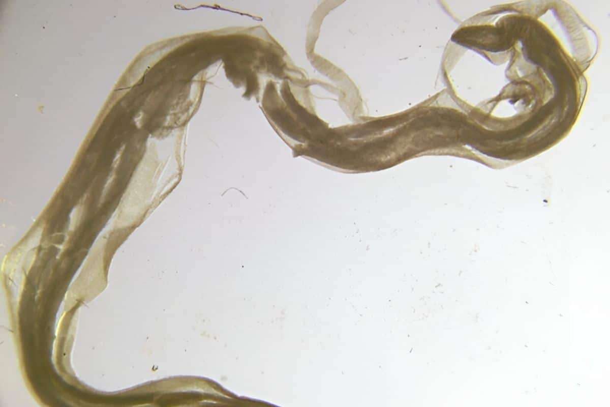 Decades-Old Canned Salmon Reveals Vital Clues About Ocean Ecosystems 