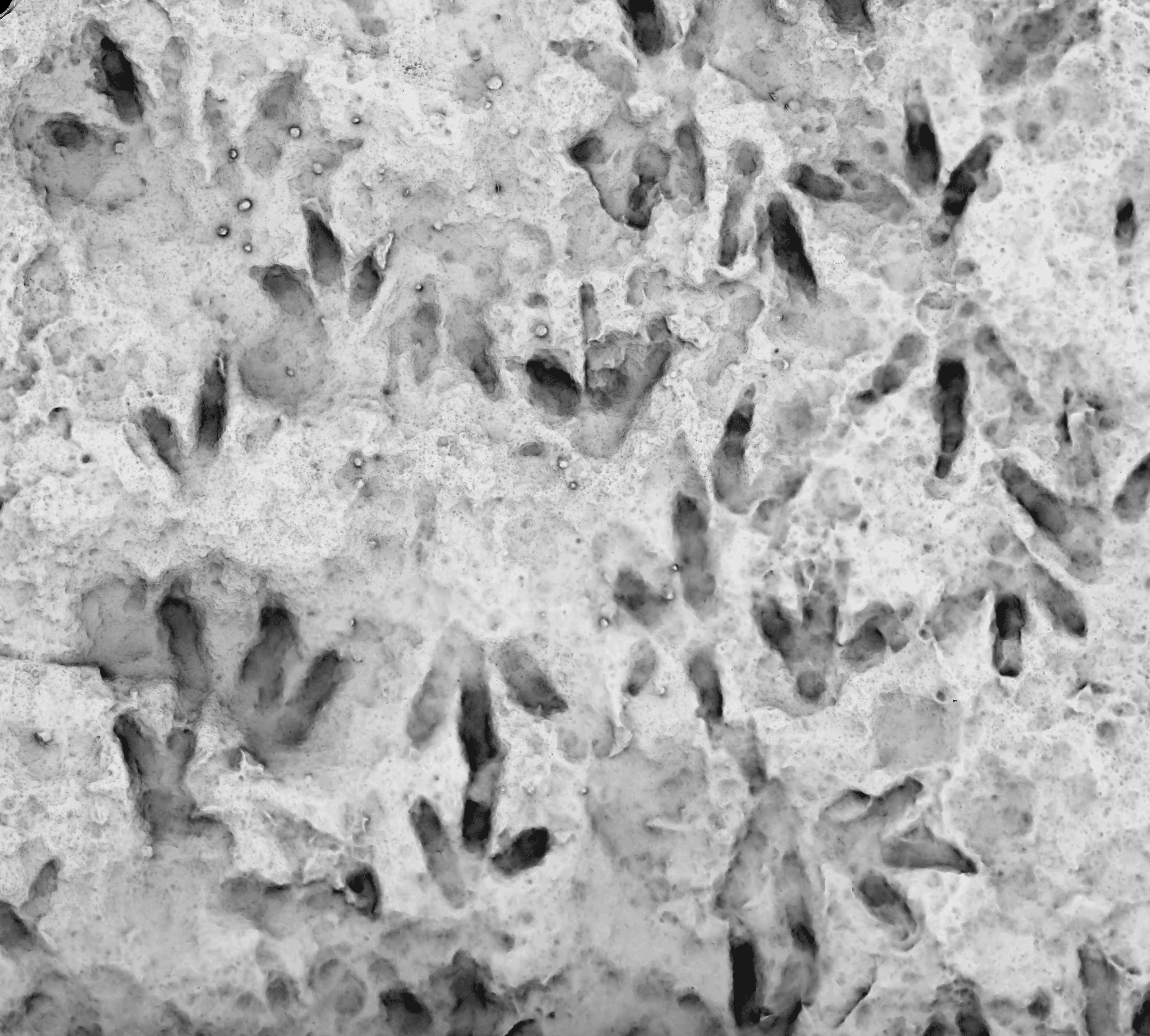 The-boulder-containing-one-of-the-highest-concentrations-of-dinosaur-footprints-in-Australia-8ca46c64fc0a5c6c52845b2d849df174.jpeg