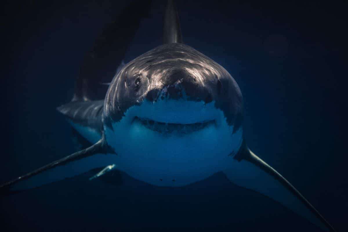 Newly Identified Ancient Shark Species Unearthed in Mammoth Cave 