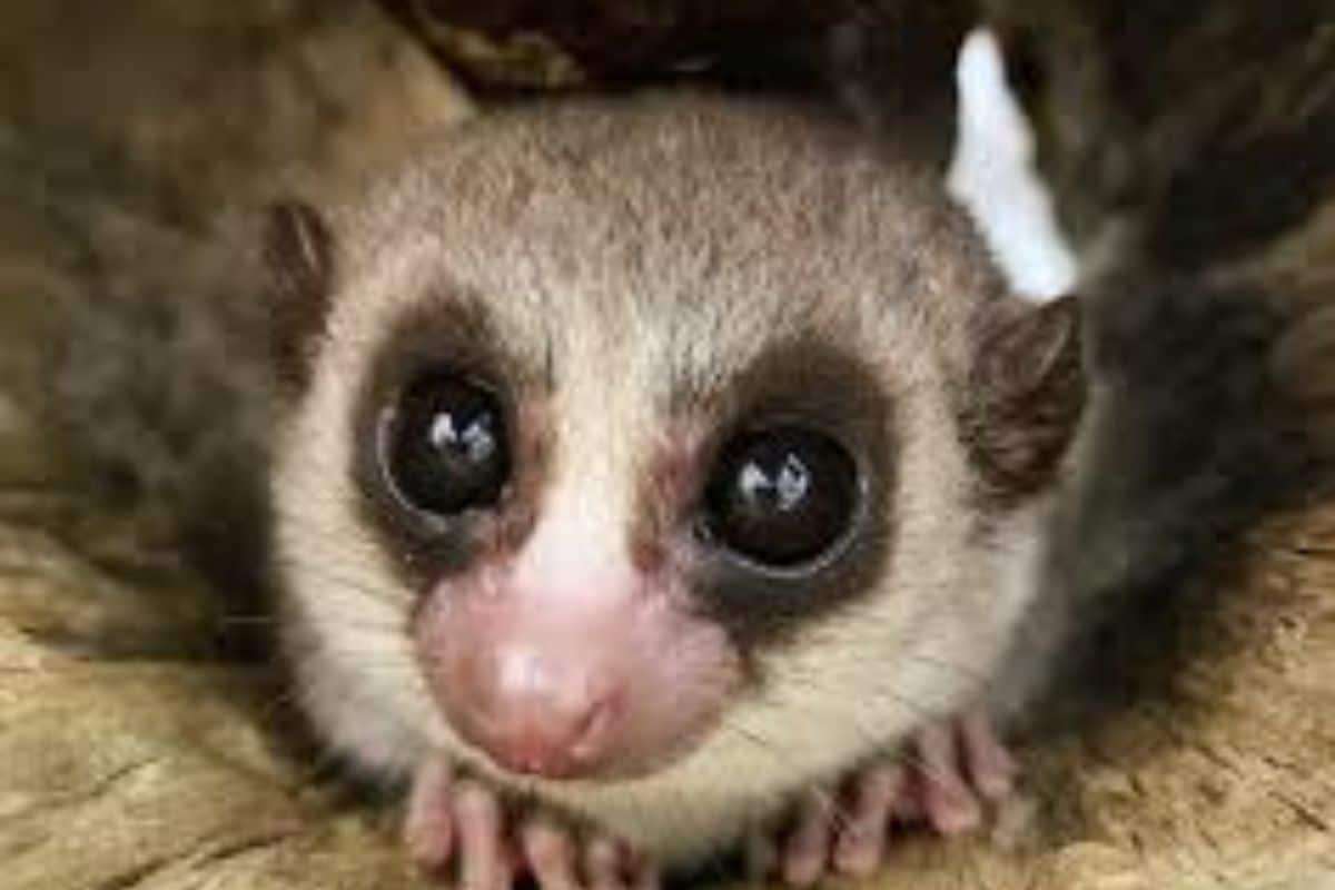 Madagascar’s Tiny Lemur Shows Cellular Youth Through Extended Hibernation 