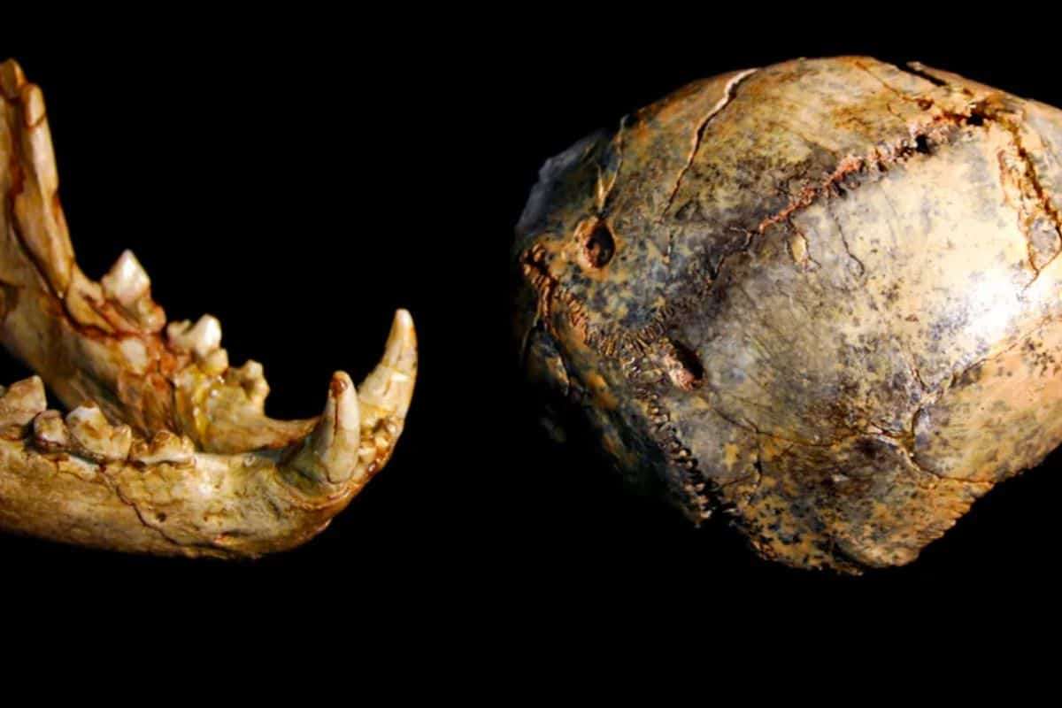 Smallest Known Paranthropus robustus Fossil Suggests Dramatic Life-and-Death in Ancient South Africa 