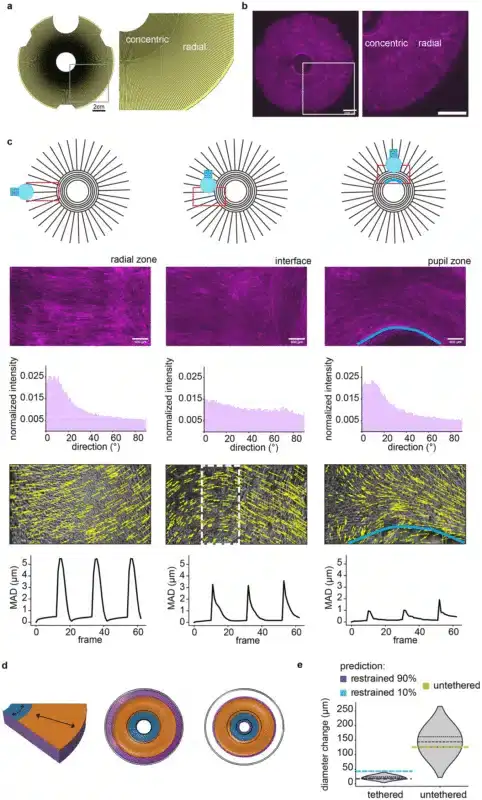 Leveraging-hydrogel-stamping-to-fabricate-multi-oriented-living-actuators-482x800.gif-9bda15f12011d048062d7540d6c848a0.webp