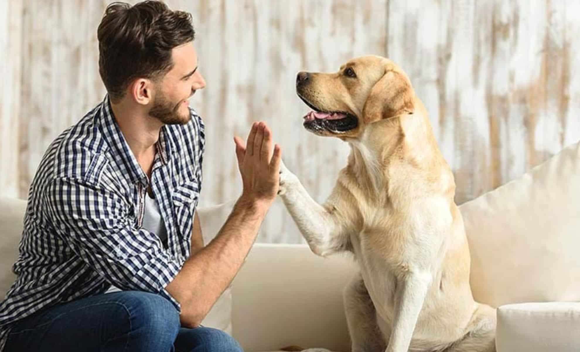 Why More People Are Opting for Dogs Instead of Children: Is Parenthood Losing Its Appeal? 