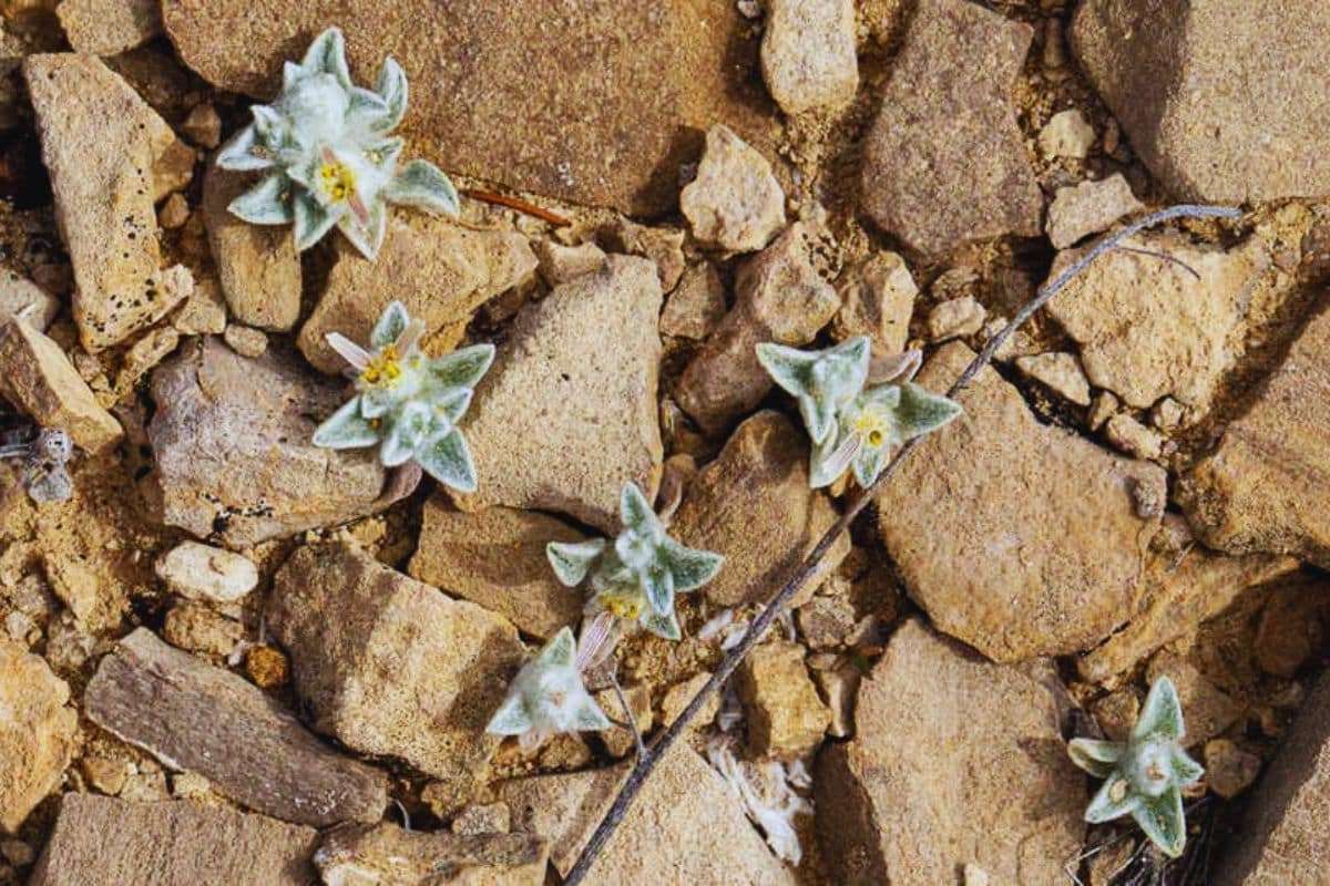 Rare 'Wooly Devil' Sunflower Unearthed in Texas Desert After Half a Century 