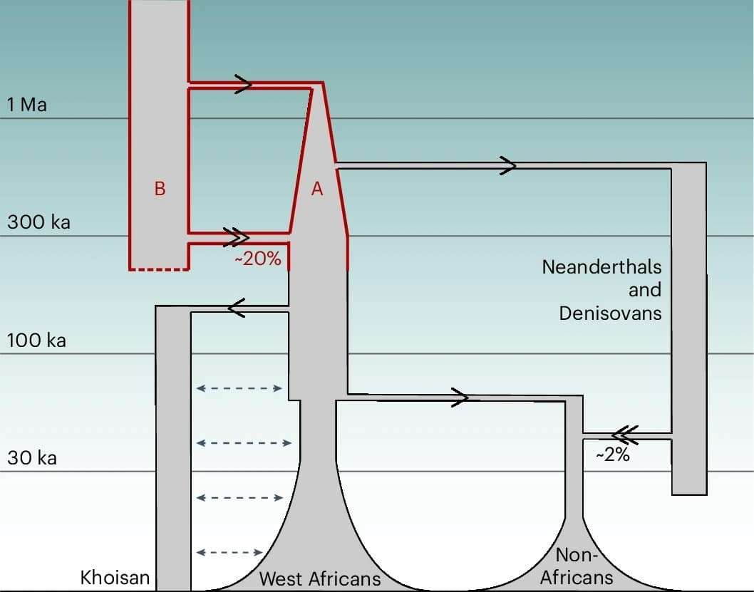 The-new-study-shows-a-much-more-convoluted-path-to-modern-humans-832cdfb693ecaf223071c358da1934e8.jpeg