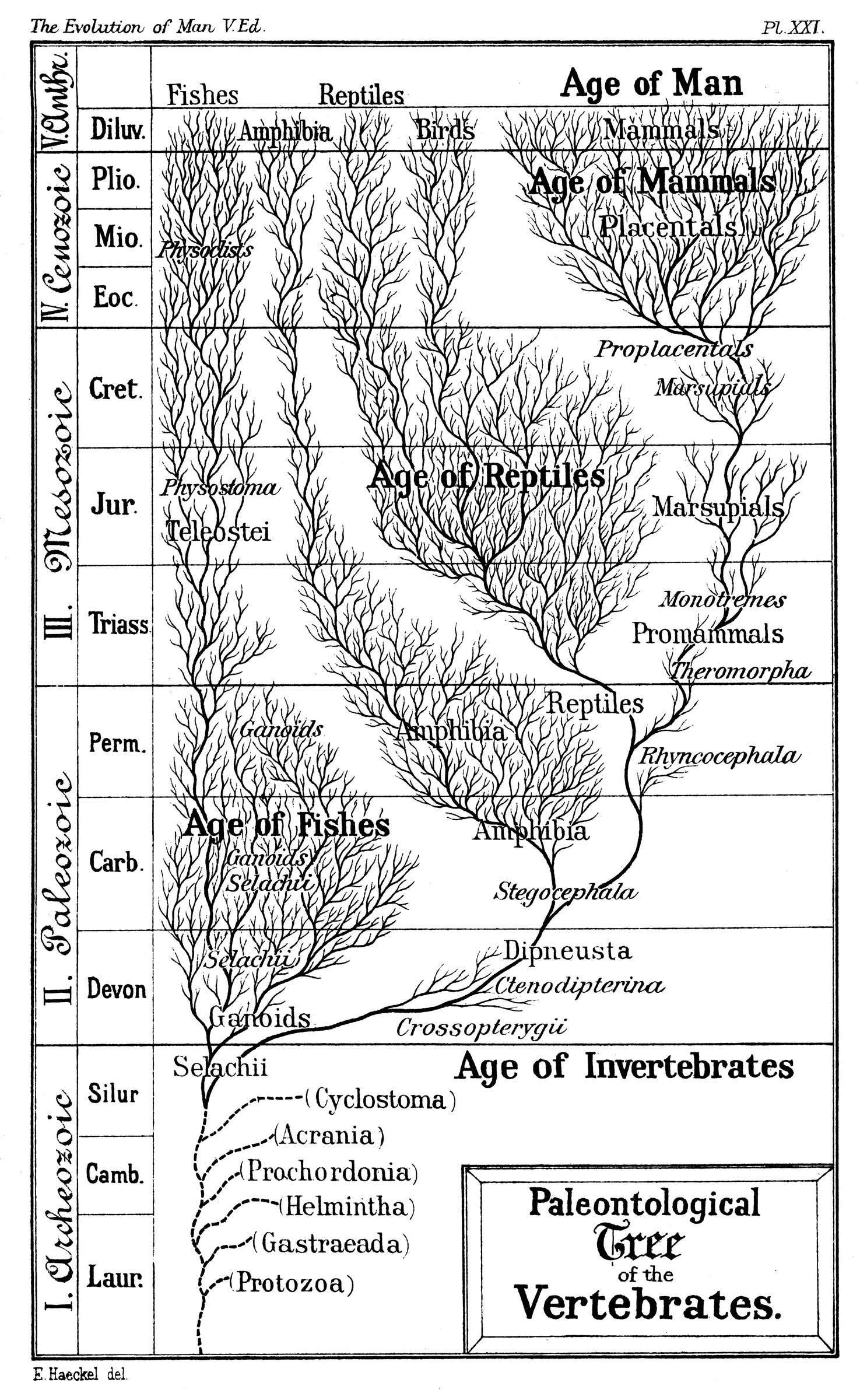 Traditionally-evolution-was-understood-as-a-branching-tree-a4ed0cc66ae21b47a9222cb7e55bd723.jpeg