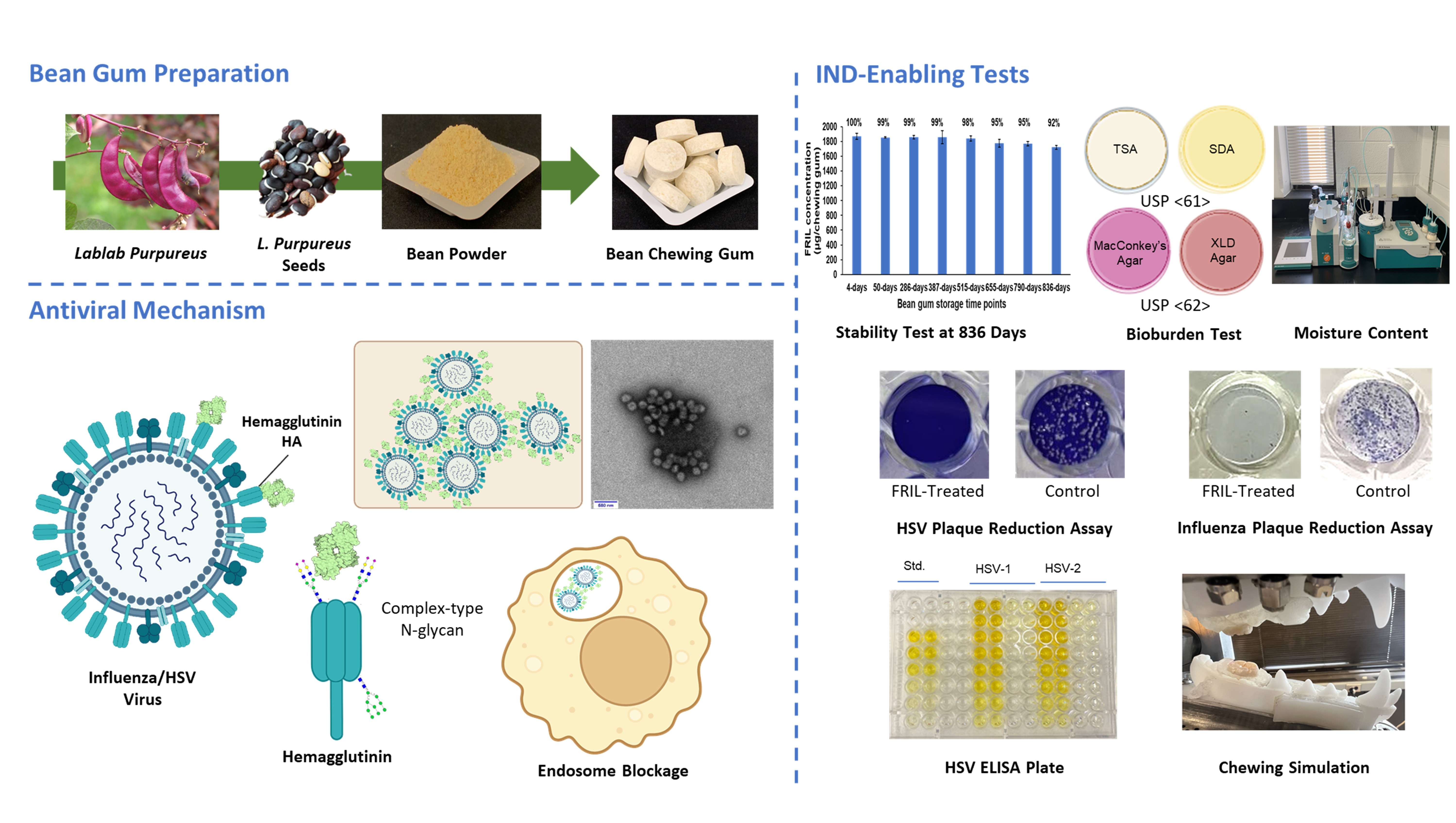 Engineering-and-evaluation-of-anti-viral-bean-gum-ce2d4af39f522ca2f8830e5f166b2884.jpeg