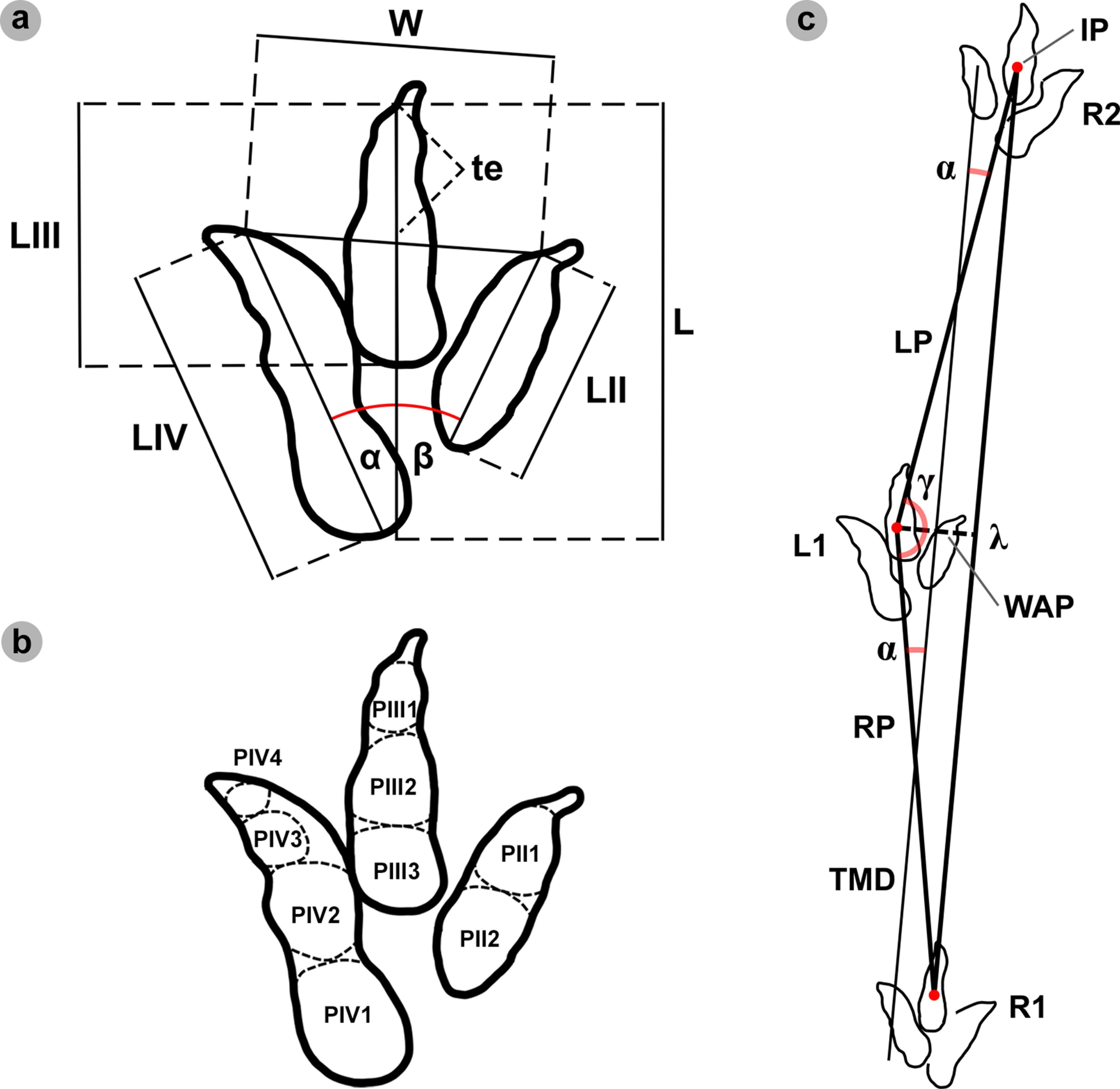 Theropod-track-and-trackway-measurements-and-track-phalangeal-pads-0cadc5bc70bd378f0a5988f1571af14c.jpeg