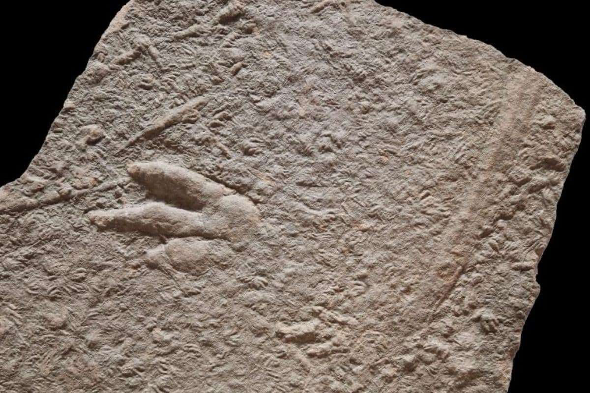 Ancient Fossils from 252 Million Years Ago Unveil New Insights Into Life After Extinction 