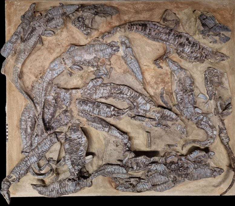 Aetosaurs-Discovered-Together-A-Nest-from-the-Upper-Triassic-1a43abfd25e6e1d9b177e628c3badc3f.jpg
