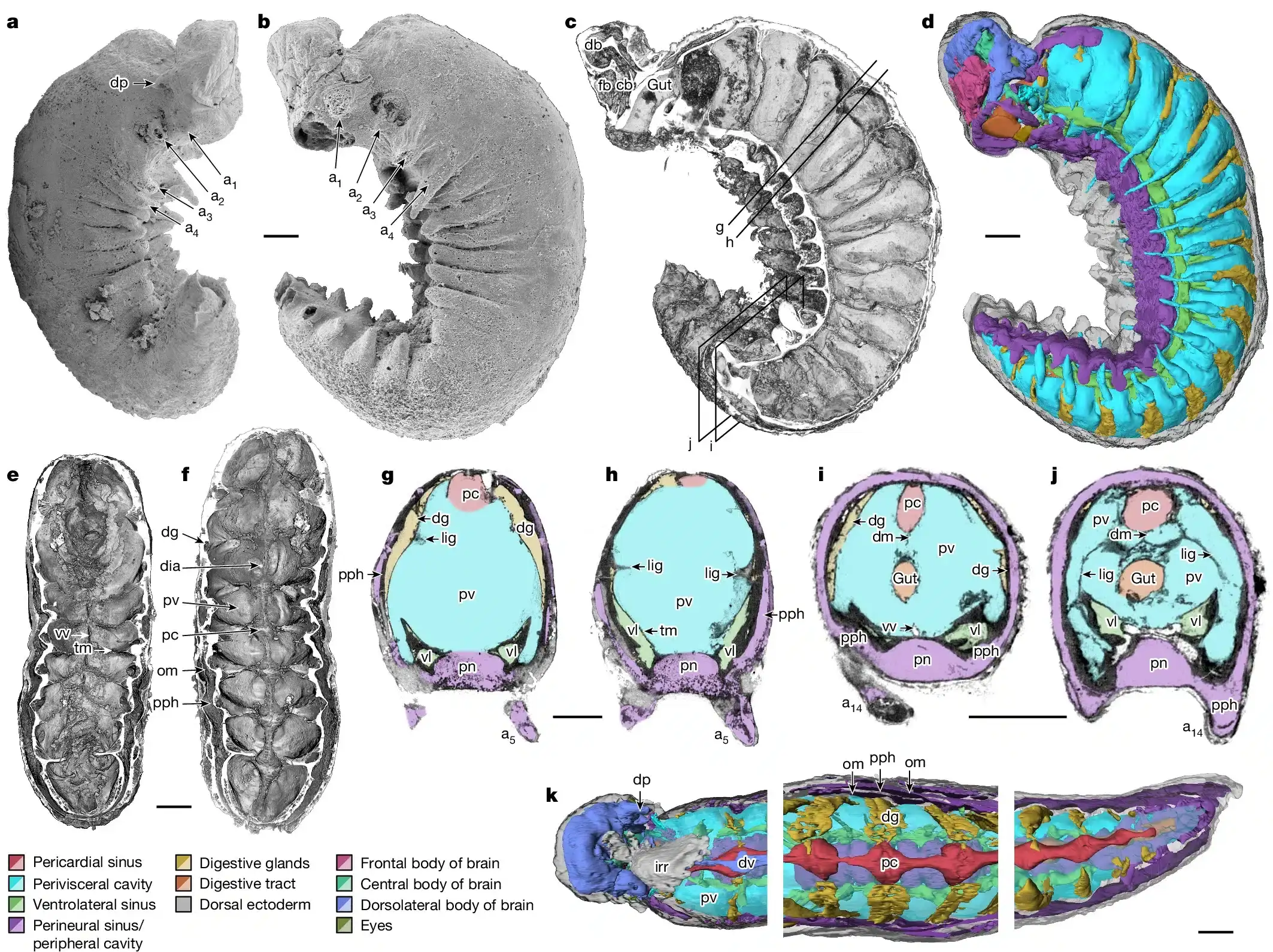 Anatomical-overview-of-Youti-yuanshi-9f799e4b62fe6ff2e4ad9afa10fec003.webp