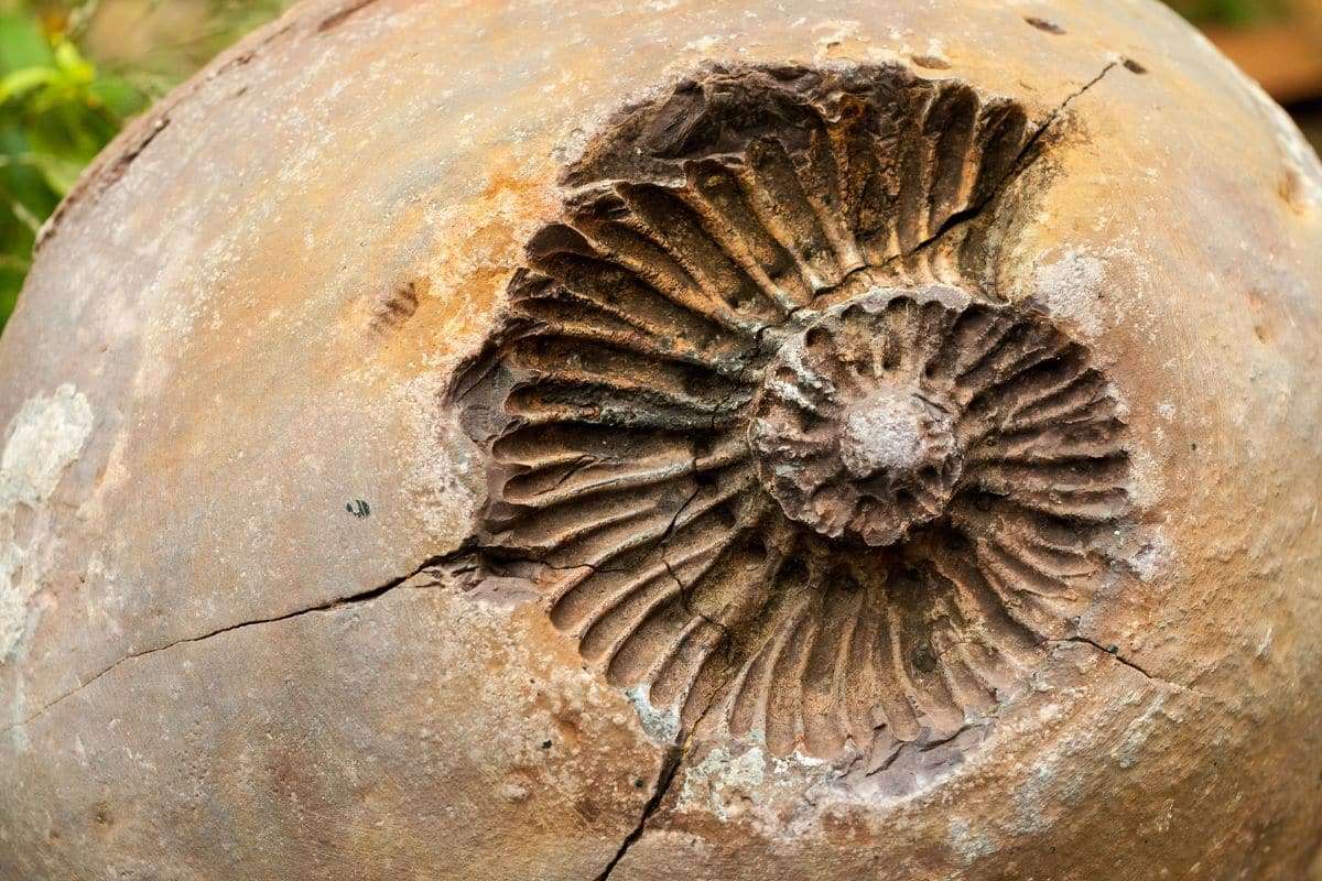 Inside a 520-Million-Year-Old Fossil: A Clear Window into Ancient Life 