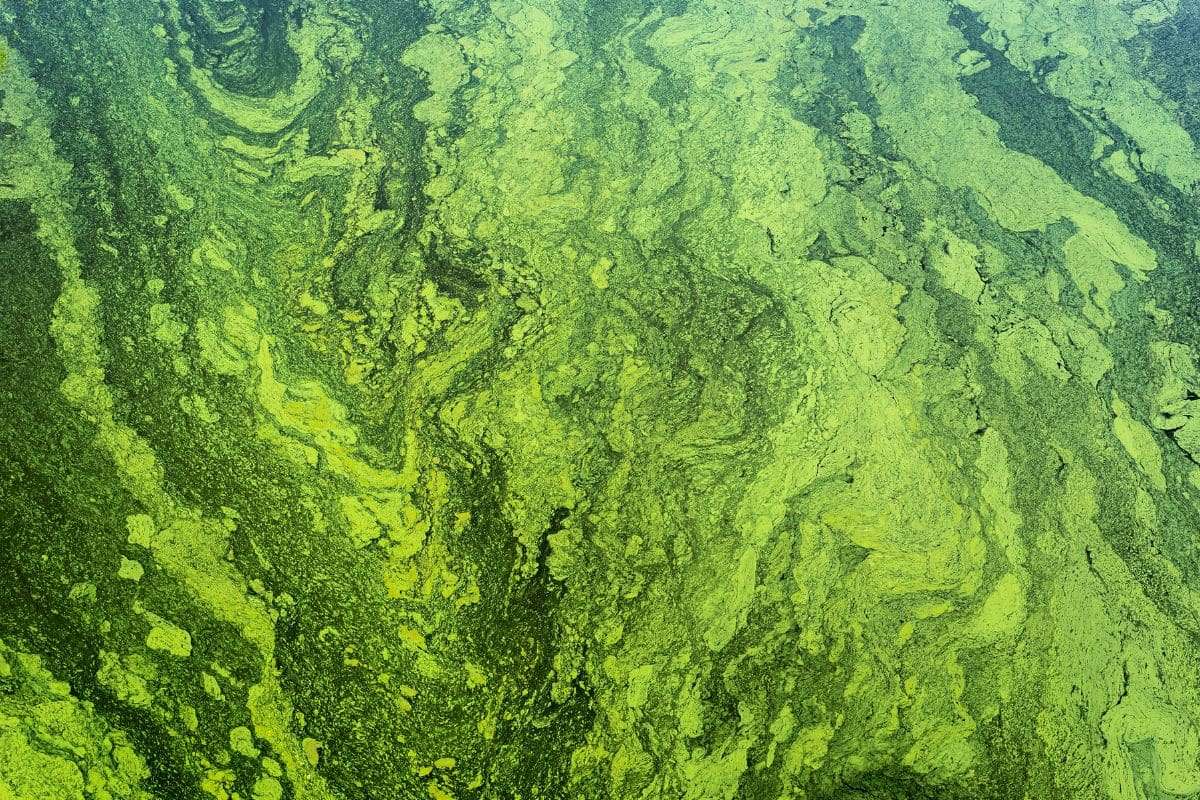 Researchers Revive 7,000-Year-Old Algae from Baltic Sea Sediments 