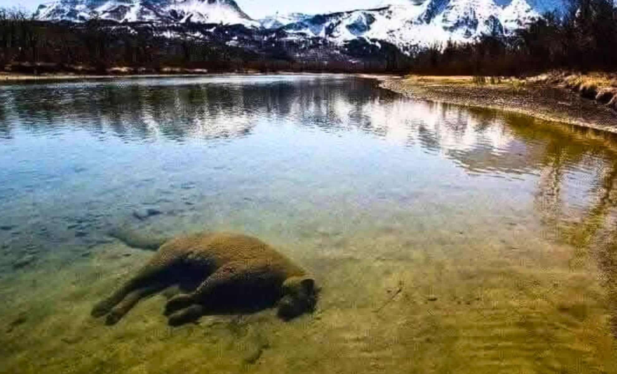 Could This Submerged Cougar Represent the Start of Fossil Formation? 