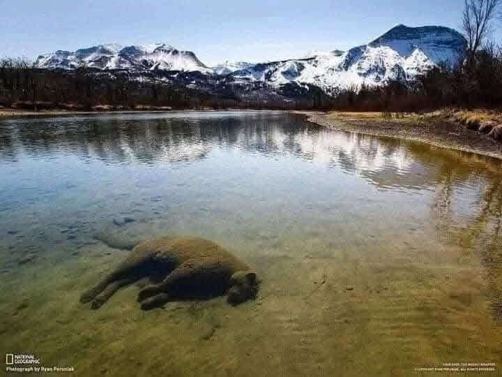 a-still-body-submerged-in-layers-of-sediment-could-this-cougar-be-fossilizing-a104a29caf3fa138d8b97933ee5af839.jpeg