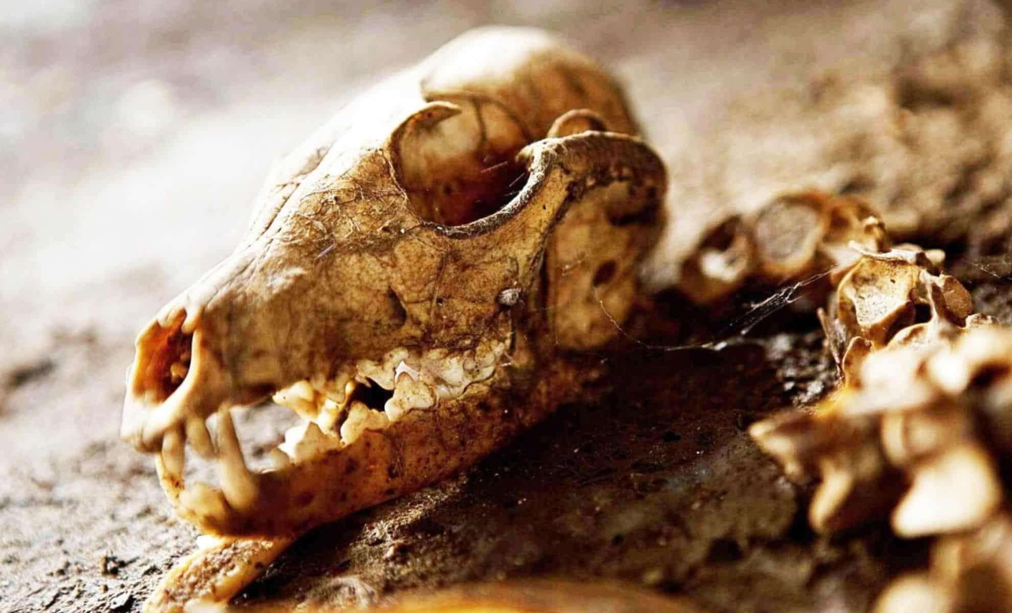 Ancient Canine Remains Shed New Light on Early Dog-Human Relationships 