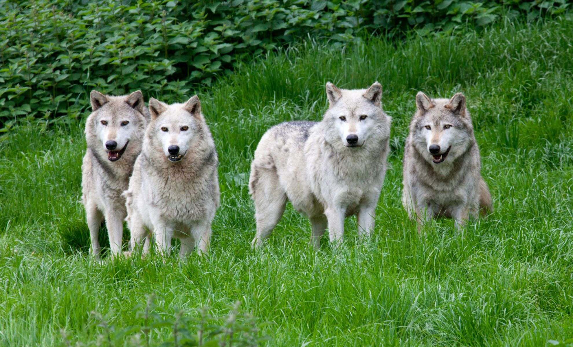North America’s Largest Wolf Pack Discovered—A New Record in Wildlife Research 