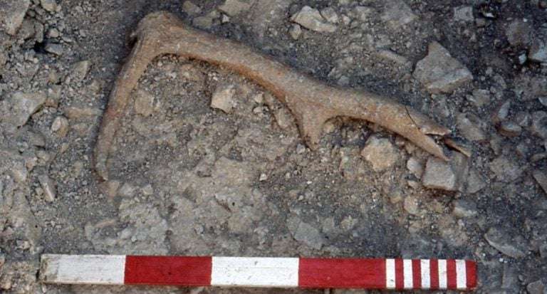 Antler-Found-in-Flagstones-104b4ea135d0448be97c811a1e995f3f.jpg
