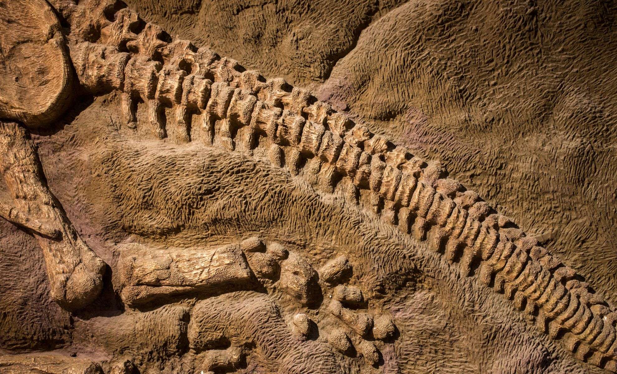 Unearthing Cienciargentina sanchezi: A Surprising Late Cretaceous Sauropod Discovery 