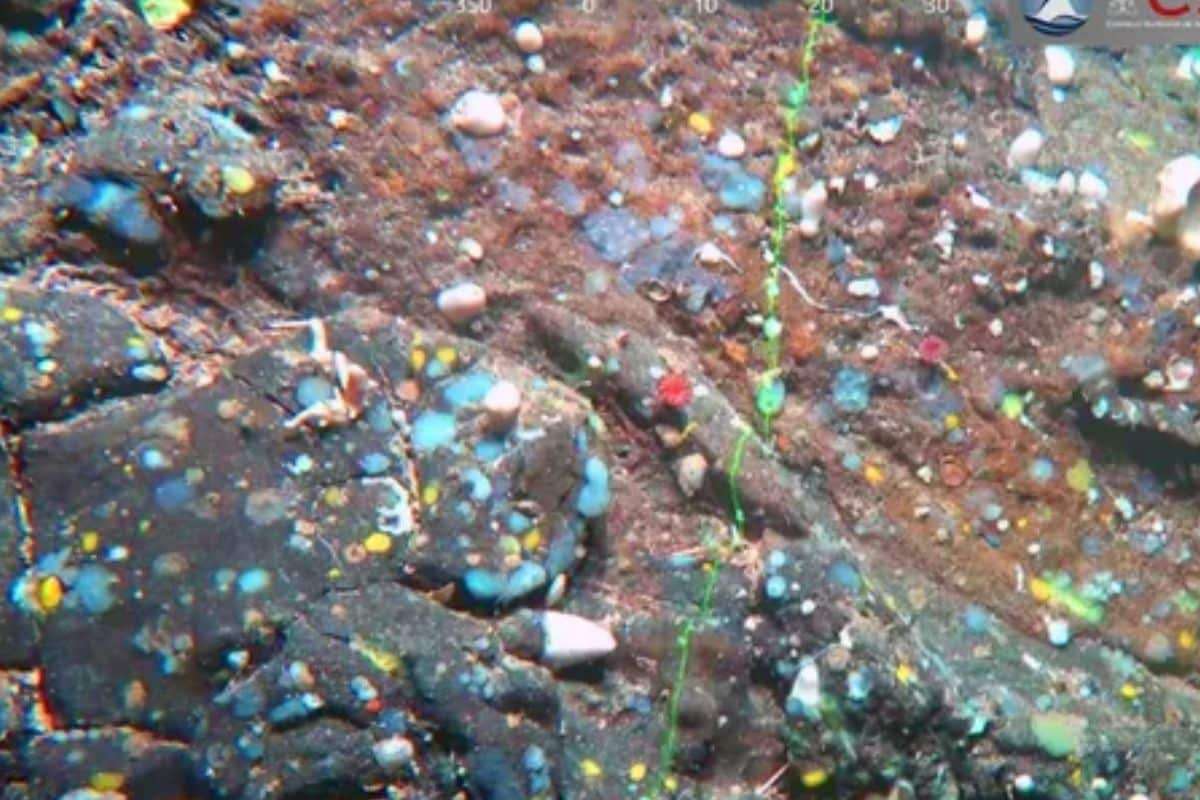 Sunken Seamount Off Canary Islands Sheds Light on Atlantis Myth 