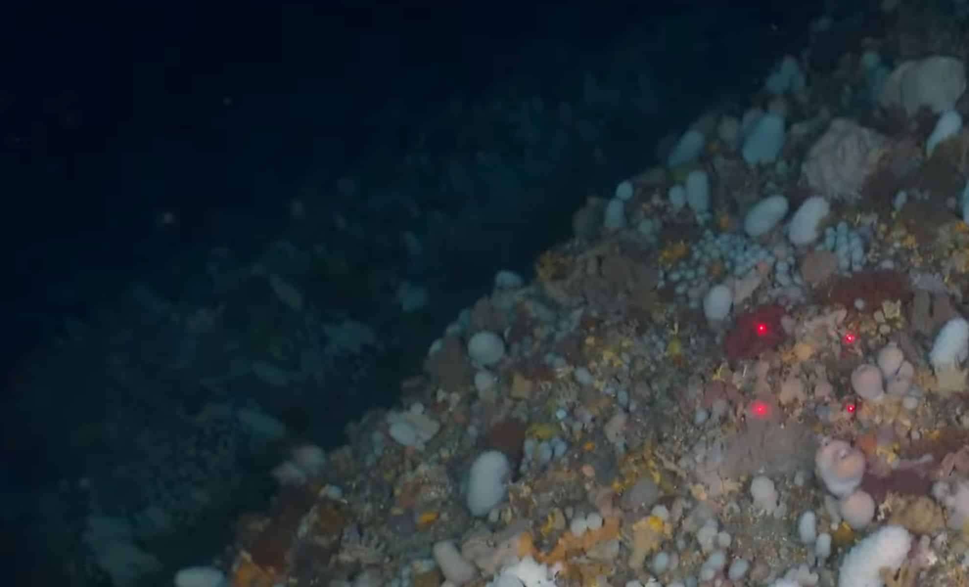 Researchers Discover Strange New Deep-Sea Sea Squirts Near New Zealand 