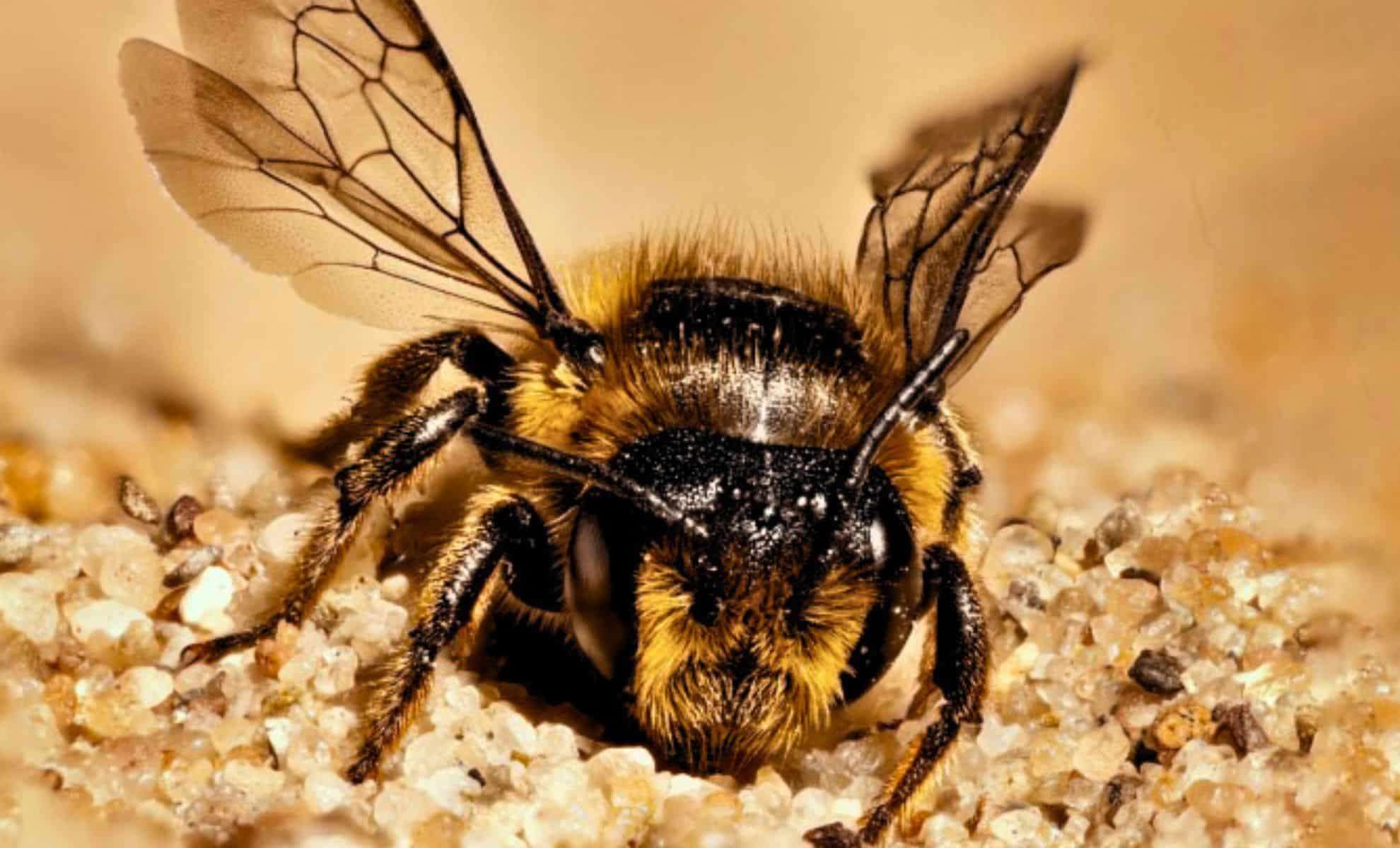 Unlocking Queen Bee Biology: A New Frontier for Extending Human Lifespan 