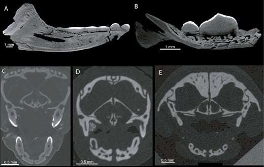 discovery-giant-worm-creature-that-lived-50-million-years-ago-32e50e51ac4b6713735a3989ea79e779.jpeg