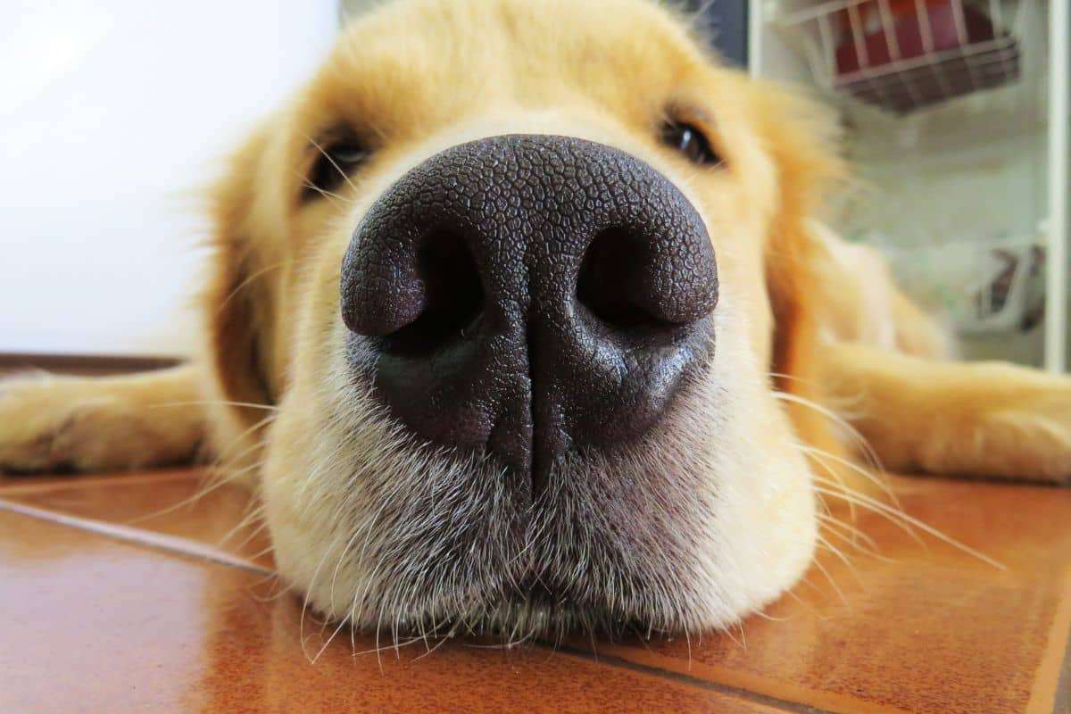 Unlocking the Secrets of Canine Smell: How Dogs Interpret Their Surroundings 