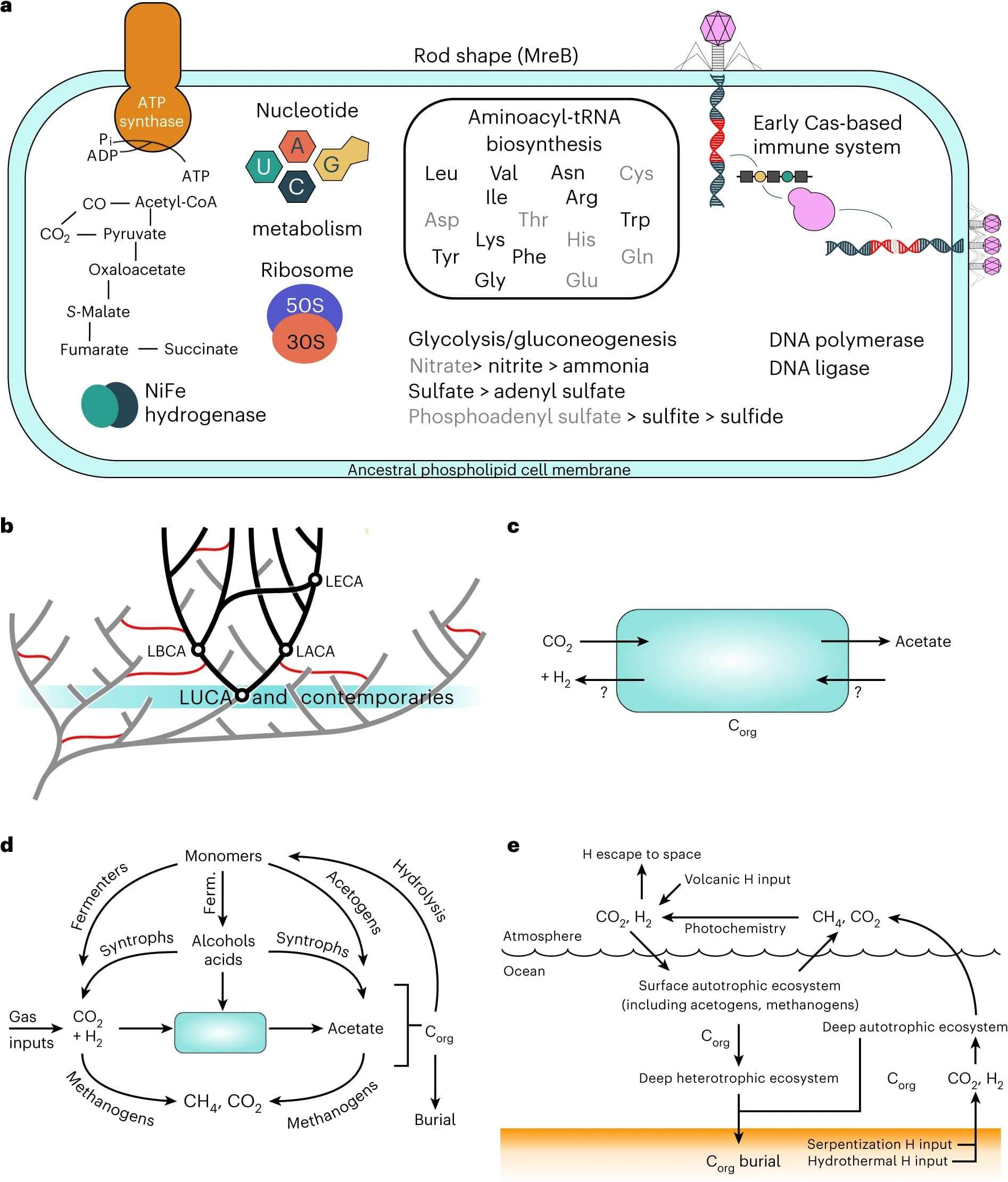 A-reconstruction-of-LUCA-within-its-evolutionary-and-ecological-context-0d449bd8582eaac9dcdfcd74a3e215cc.jpeg