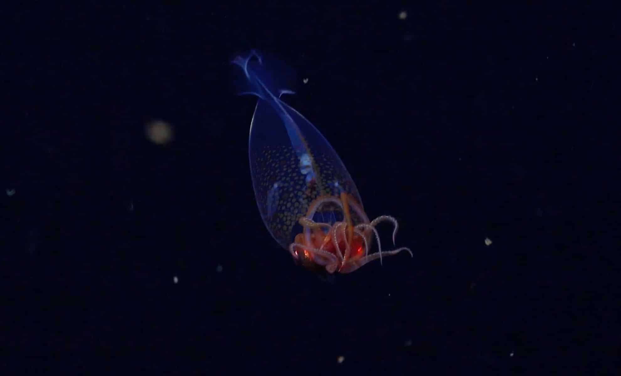 Groundbreaking Video Unveils Colossal Squid in Its Deep-Sea Realm Over a Century After Discovery 
