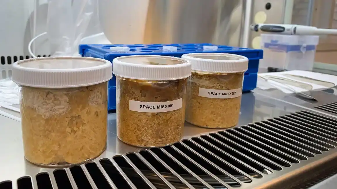 sampling-the-three-misos-after-fermentation-credit-maggie-coblentz-21794a34f2567ea8eed1b097aedfb378.webp