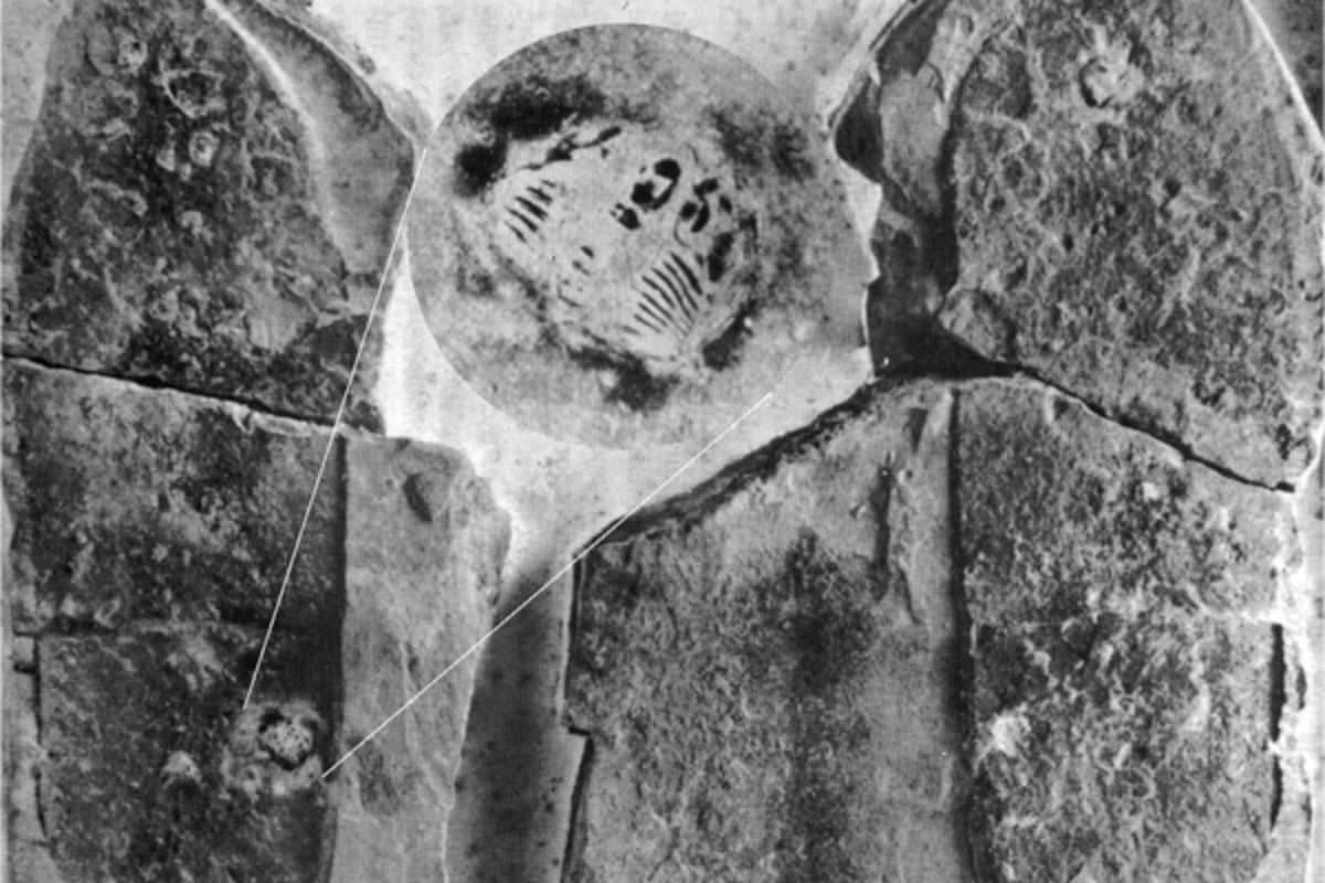 Ancient Footprint in 500-Million-Year-Old Rock Sparks Controversy Over Human History 