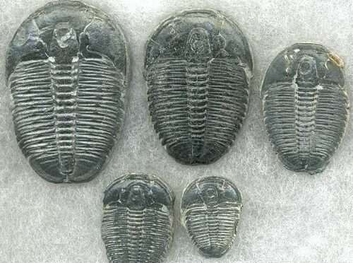 credit-Archaeology-news-network-d5d3da99dc861a69d03acc9ca36fa42e.jpg