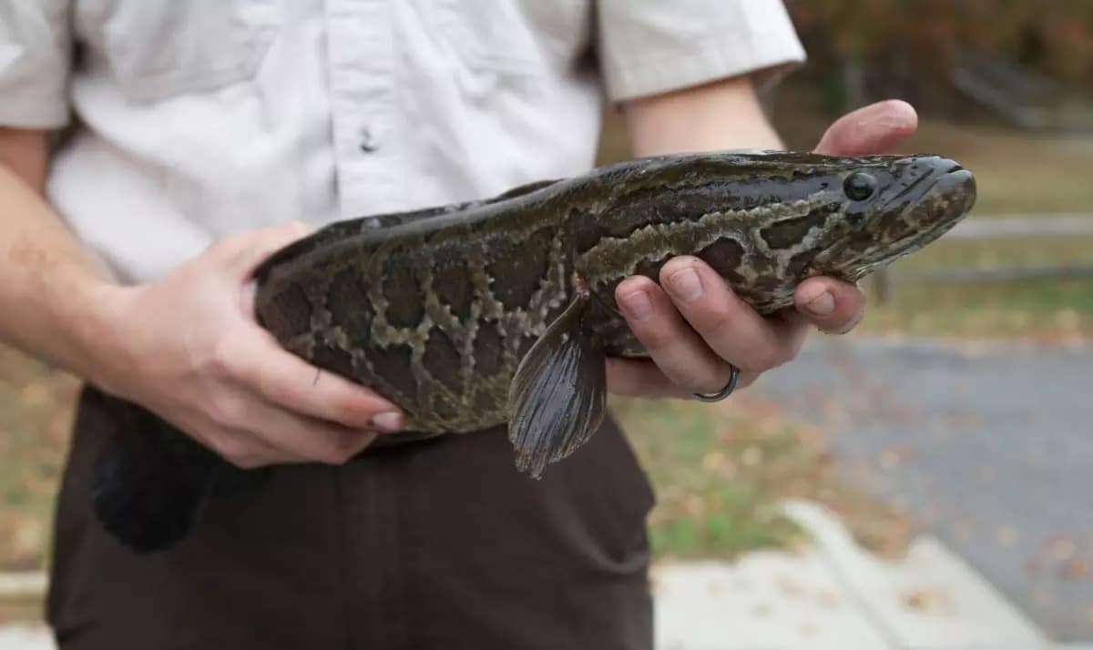 A-person-holds-an-invasive-snakehead-native-to-parts-of-Africa-and-Asia-b0d0dbb56792a8bf0adf641f39e8b1bd.jpeg