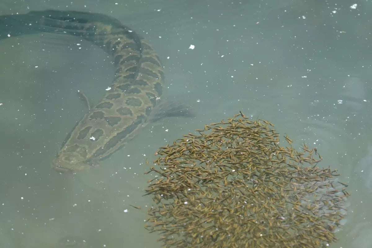 A-snakehead-guards-its-young-0b9d330ded9c4cc52b44d6f35d963c9f.jpeg