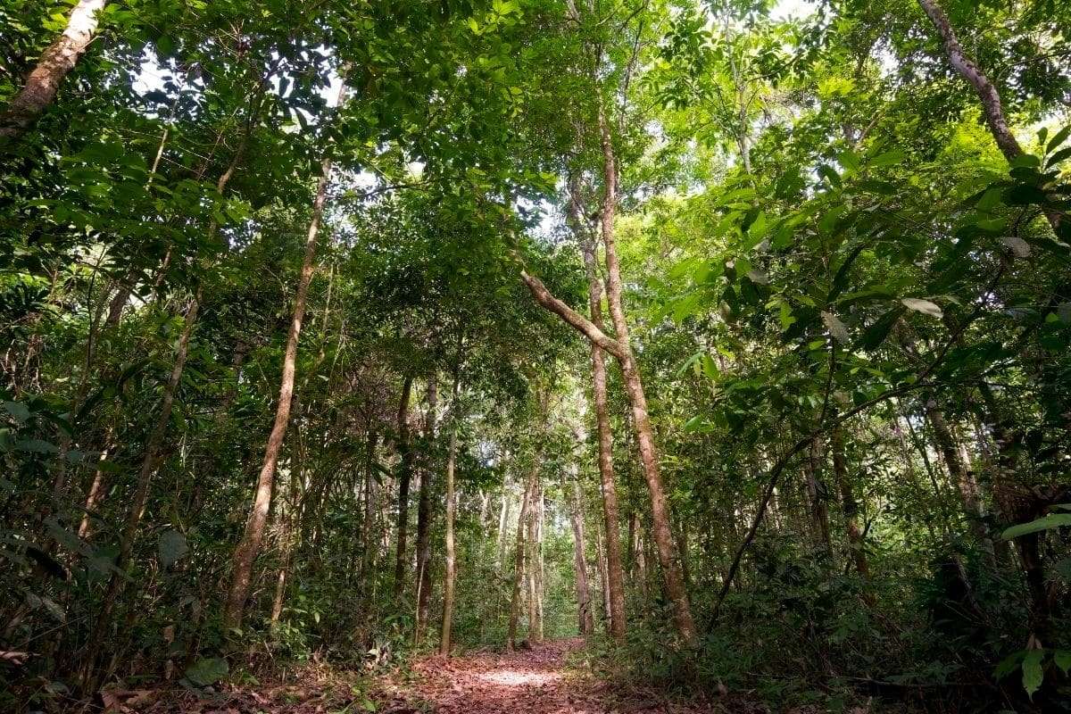 Trees Reveal Hidden Mercury Pollution From Illegal Gold Mining in the Amazon 