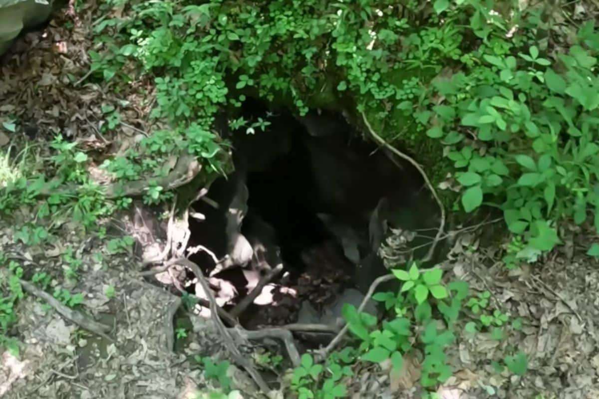 Explorers Descend Into a 220-Foot Abyss — What They Found Will Astonish You 