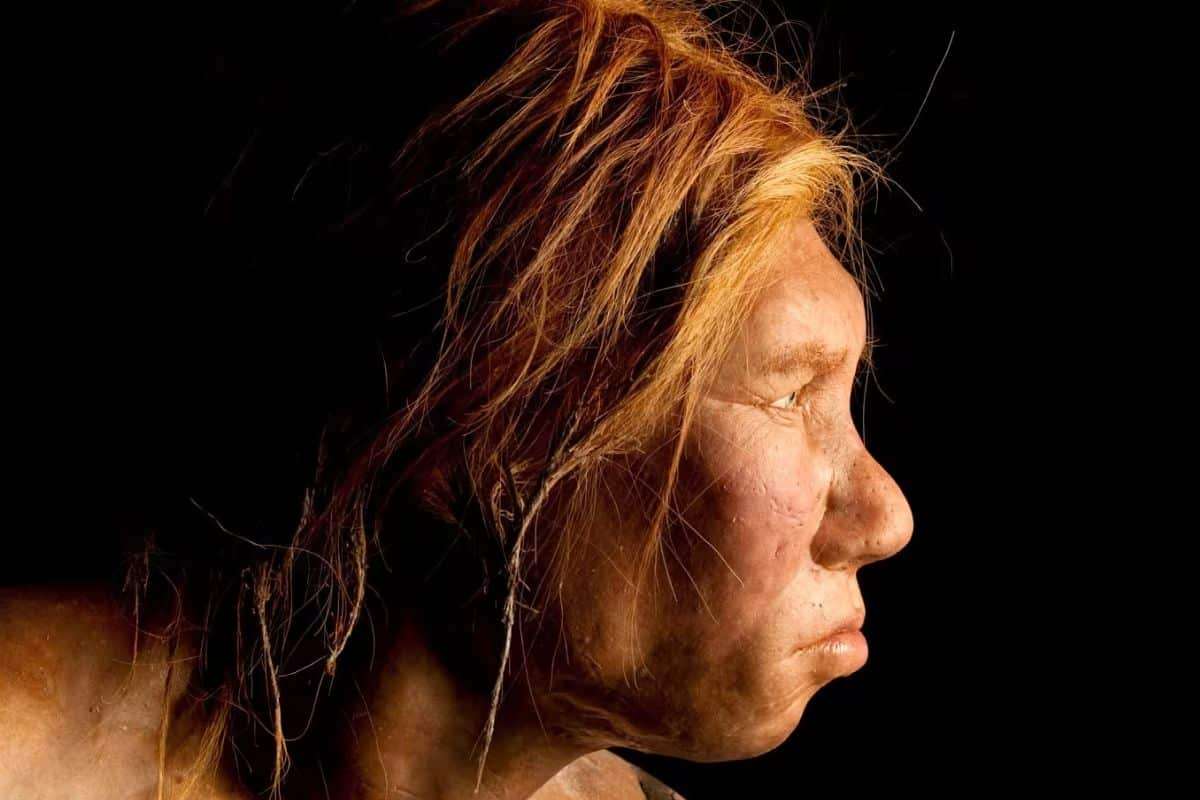 Exploring Why Human and Neanderthal Faces Diverged—A Factor in Our Survival? 