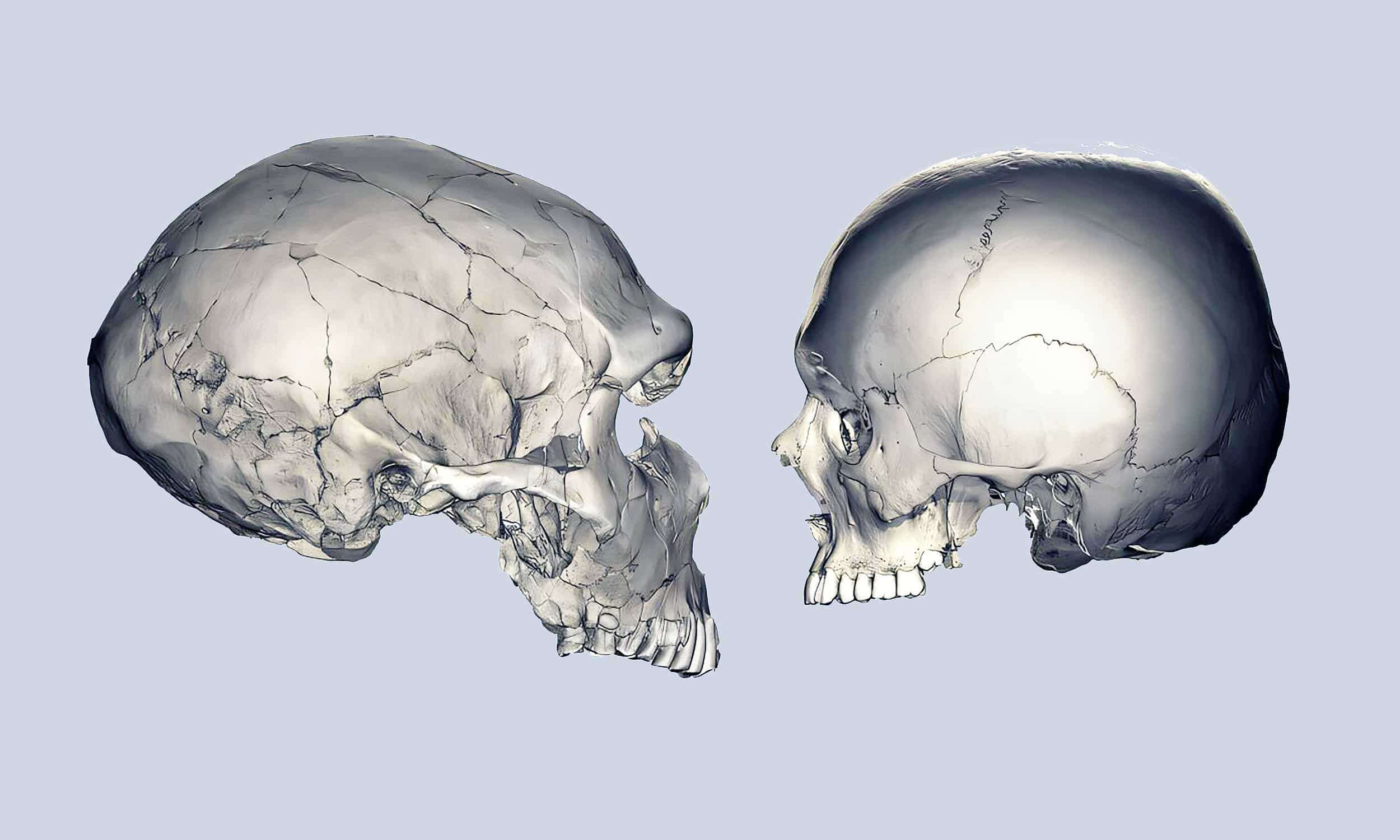 neanderthal-skull_compared_human-skull_Philipp-Gunz-ab51474a9e3270144879d88f4c9528ce.jpg