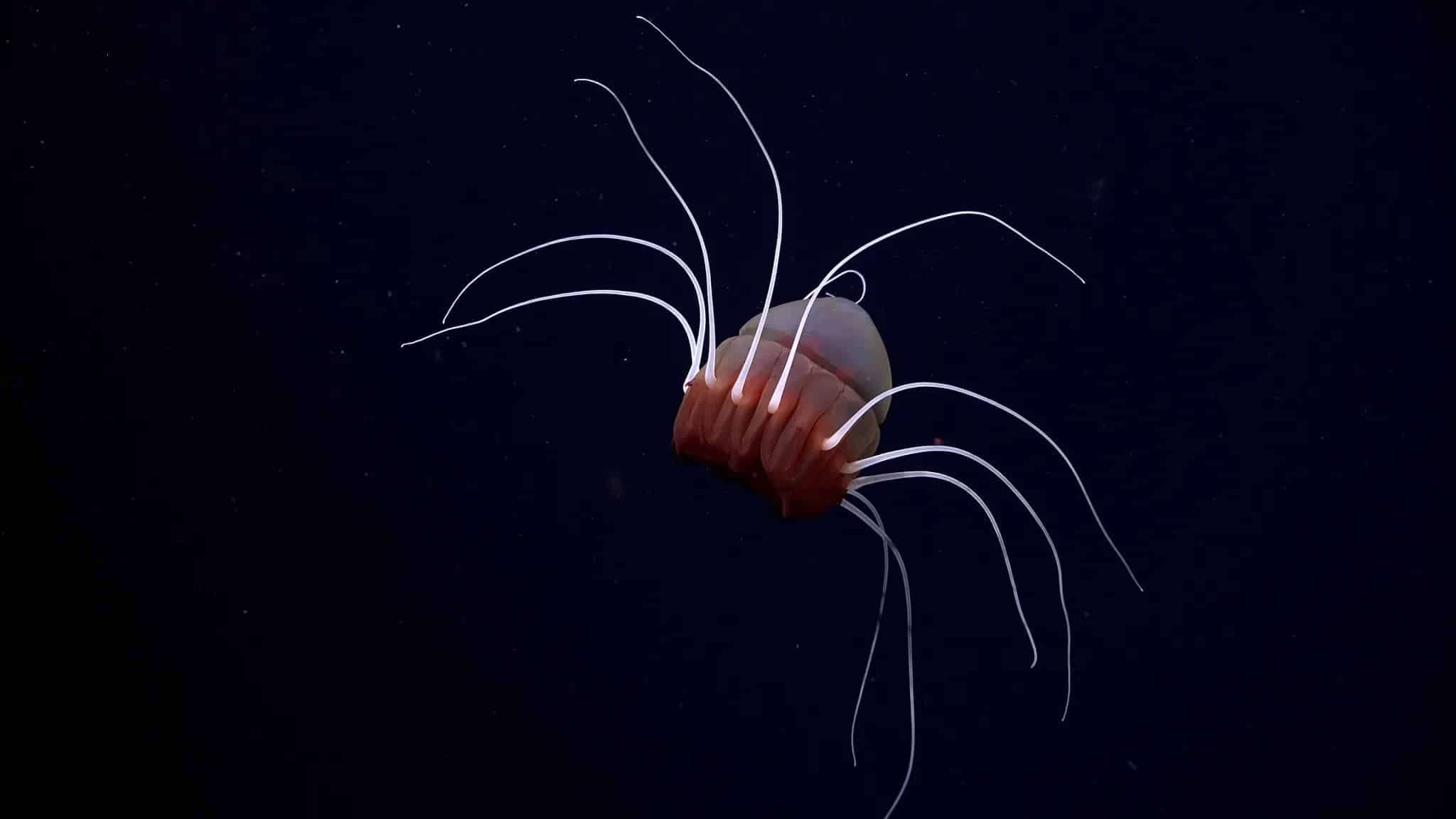 A-helmet-jellyfish-defa690e8b6e6aa970377fed6a7b5cd2.jpeg