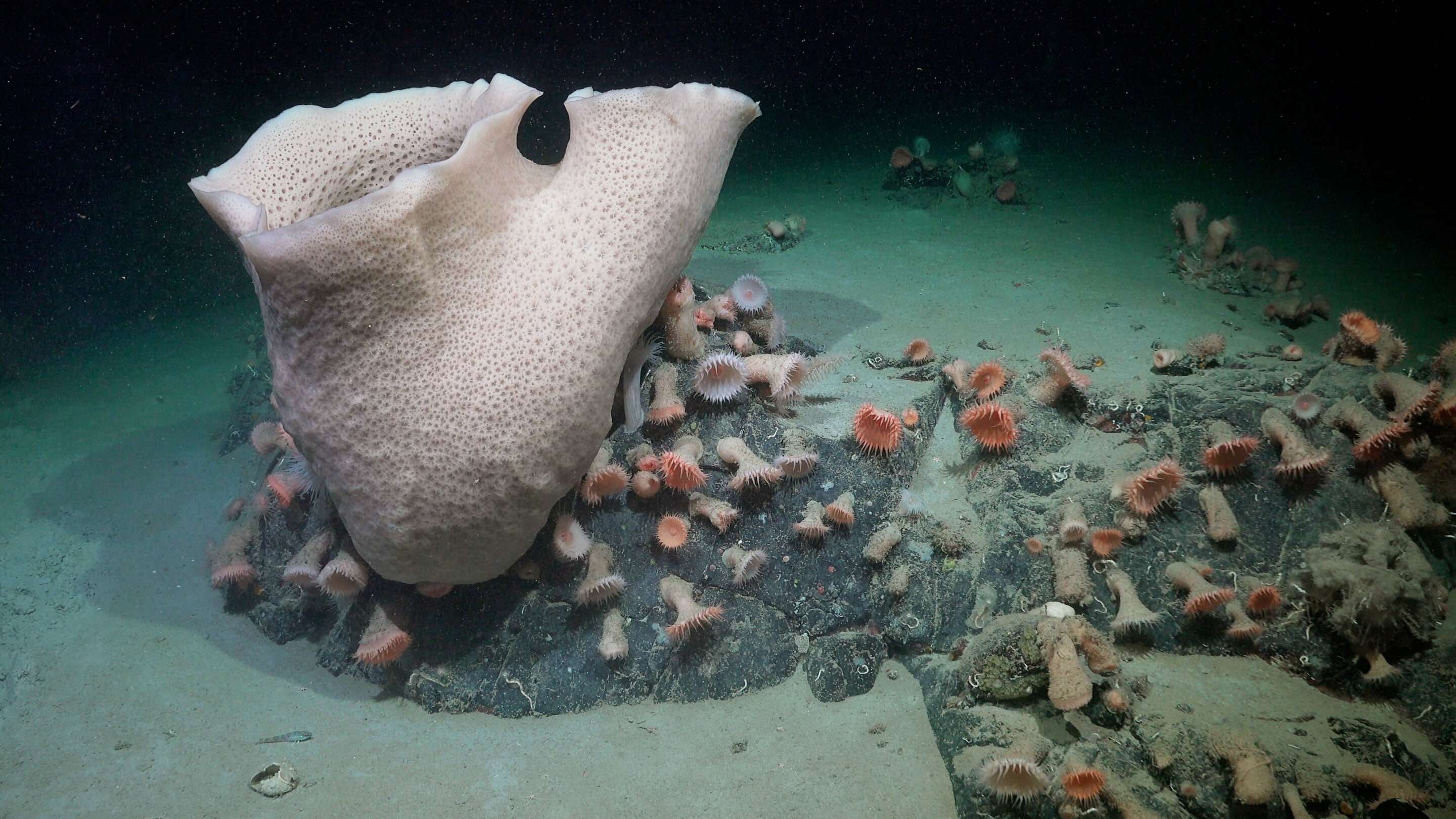 iceberg-breaks-off-antarctica-unveiling-mysterious-tentacled-creatures-beneath-e201566962404c90886b9c0fae3ced9b.jpeg
