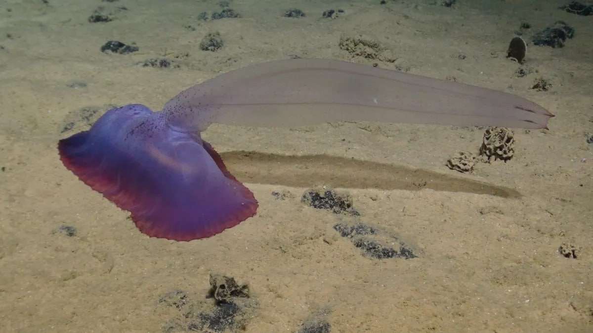 alien-looking-marine-life-in-the-Clarion-Clipperton-Zone-883fad9b57f25e37966e6a0180f9dc90.jpeg