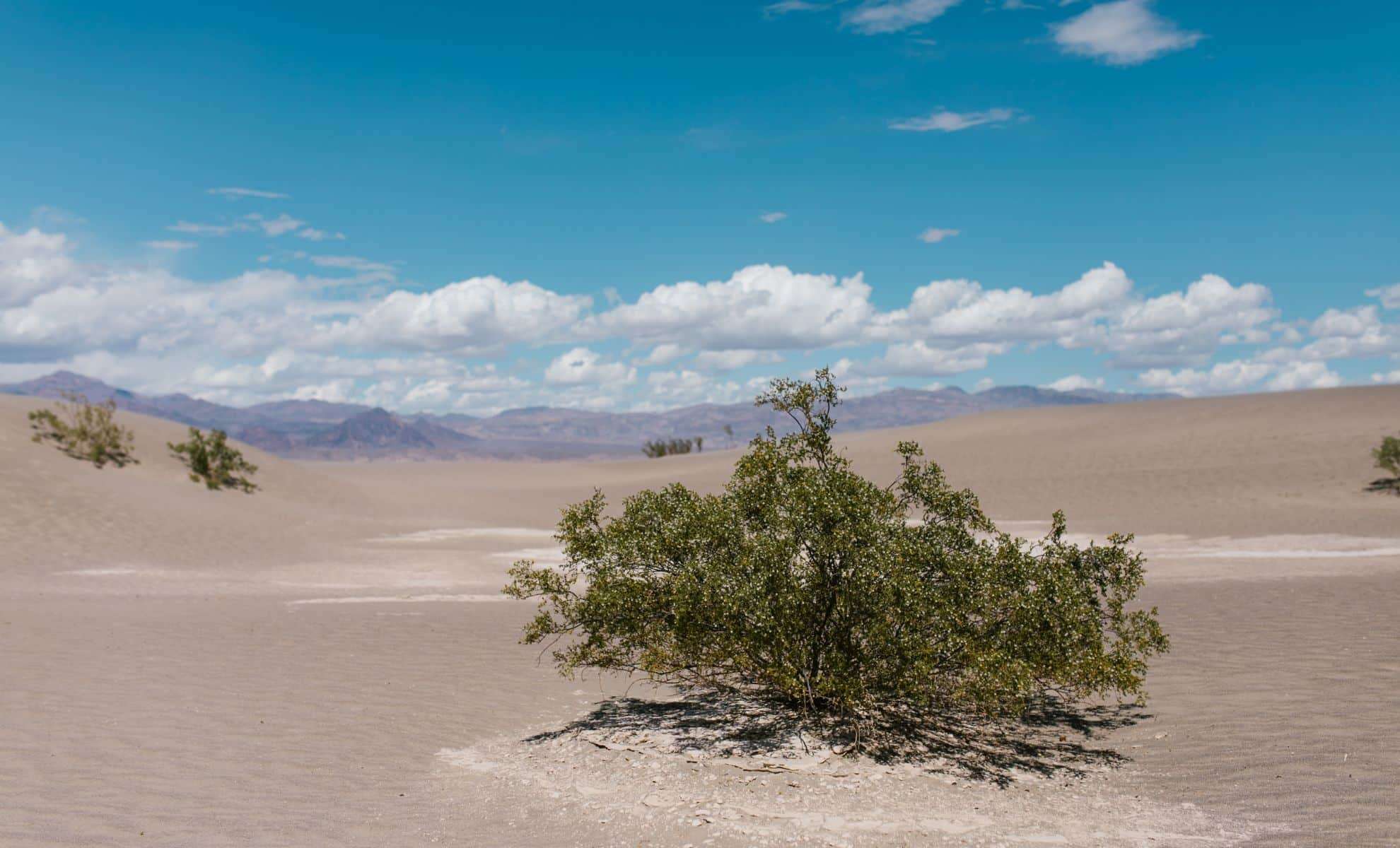 Rapid Transformation: India’s Thar Desert Blossoms with New Life 