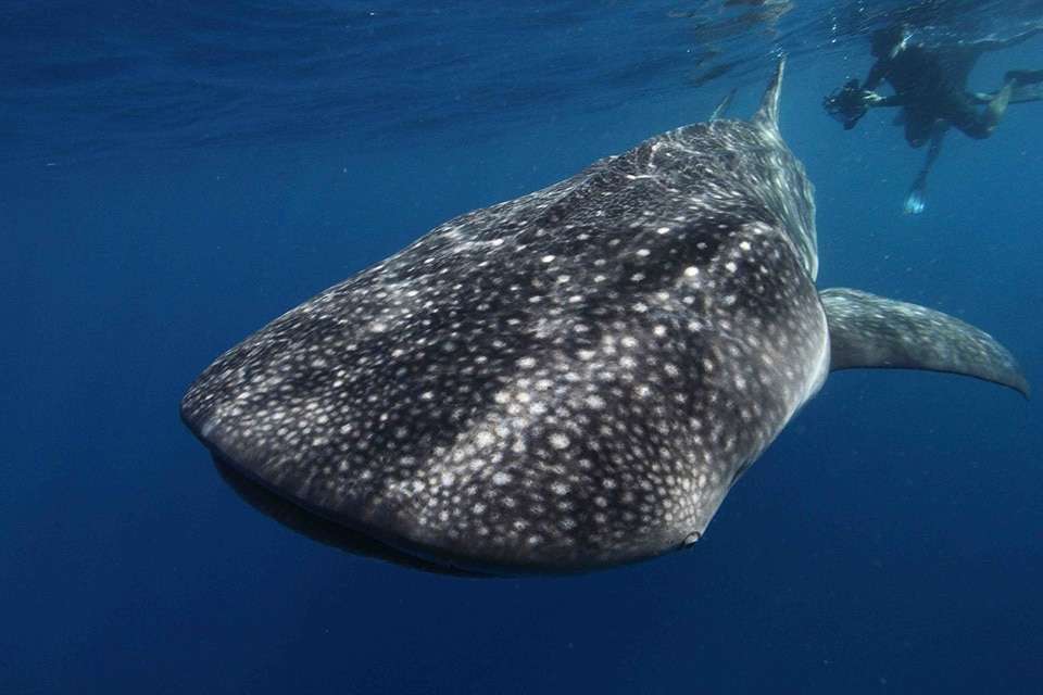 bigfish-960-caa0c036dd09e8c41817de7f9a1efdf6.jpg