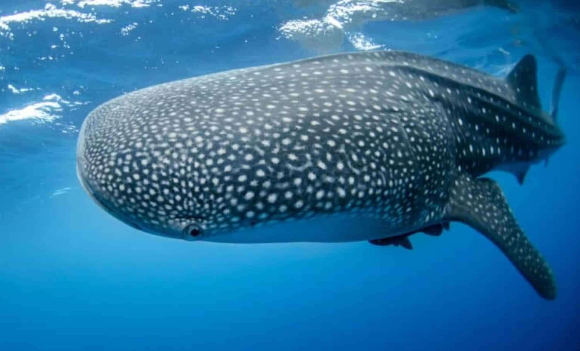Record-Size Whale Shark Found in Pacific Stuns Scientists 