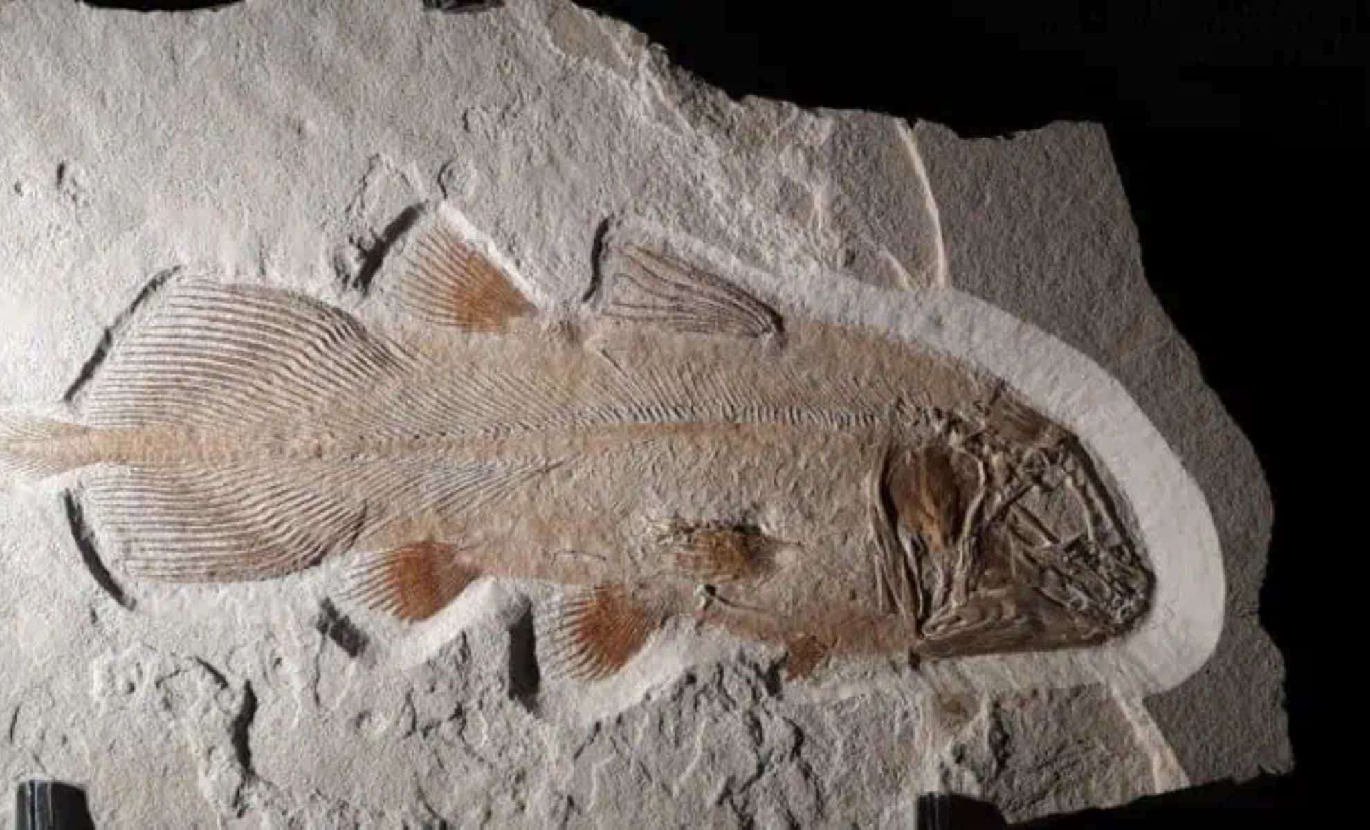 Ancient Coelacanth Spotted Off California’s Coastline 