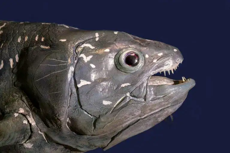 Coelacanth.-Photo-by-David-Clode-f6f9c48cc707069271e2c754361279c5.webp