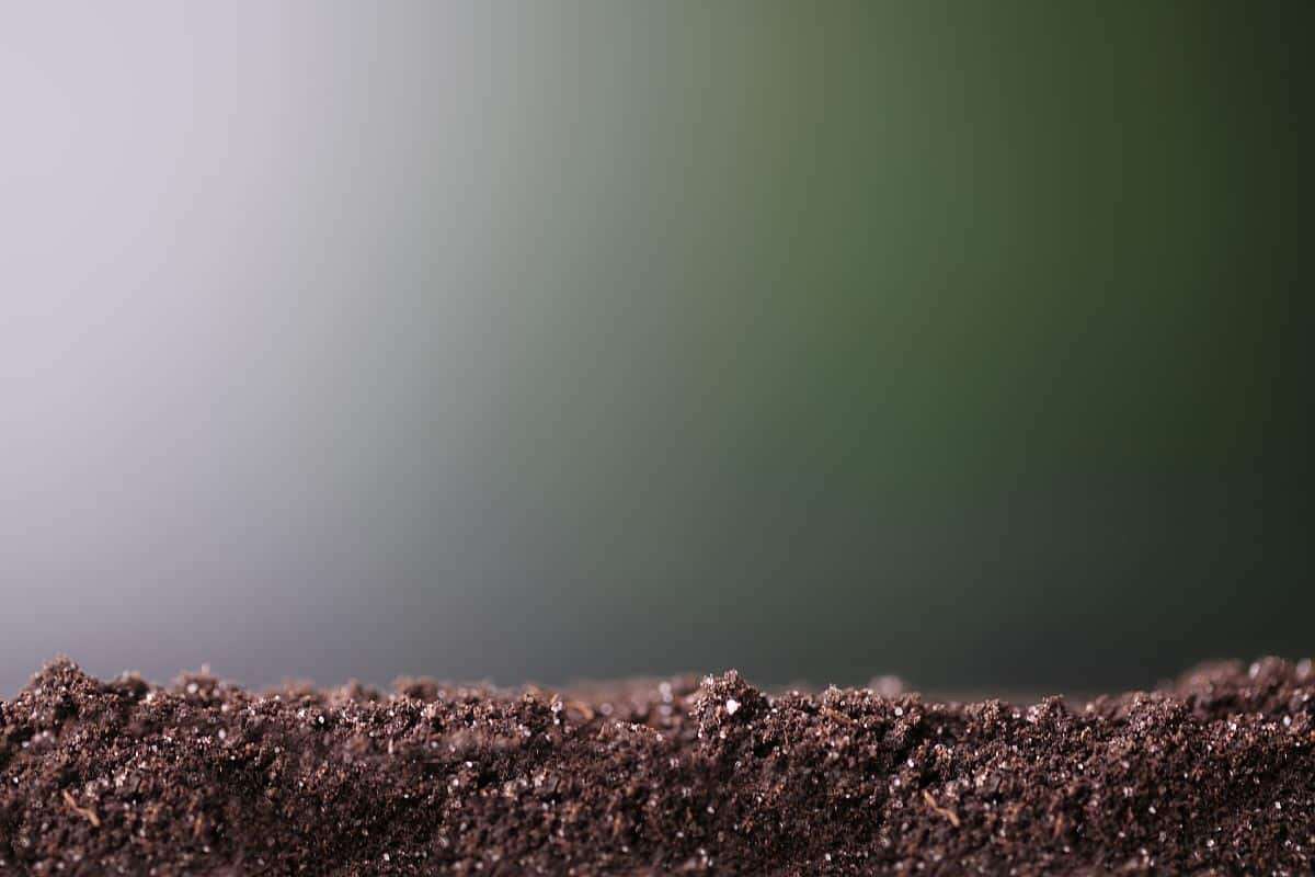 Scientists Reveal a New Microbial Phylum Hidden Beneath Earth's Surface 