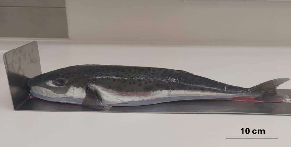 Specimen-of-Lagocephalus-sceleratus-from-Medulin-Bay-6fd6a12b9b80777cf7dad1da5d1d73f2.jpeg