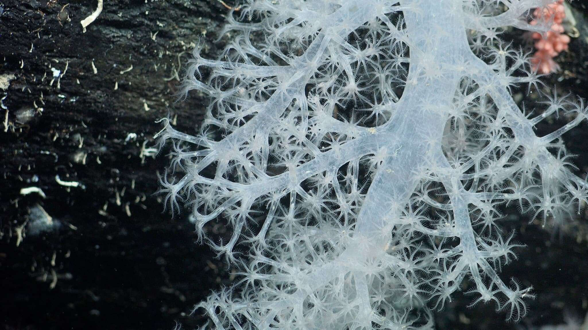 A-stalk-of-deep-sea-coral-found-1200-meters-deep-in-the-recently-revealed-seabed-area-37ccc5e0f309de46a07bfbba3de2e5fe.jpeg